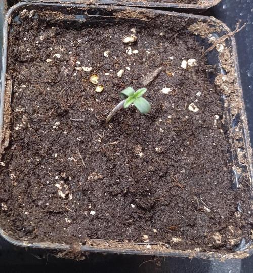 Dankberry Outdoor 🥦👨‍🌾🐝. Week 0 - ready to "wait" beside the tent for its relocation.