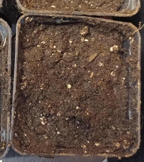 Dankberry Outdoor 🥦👨‍🌾🐝. Week 0 - With a bold headfirst plunge, we pressed on. 😜