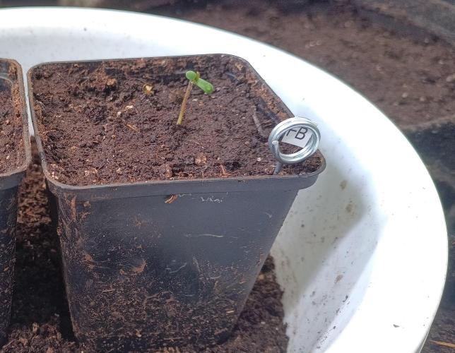 Fat-Bastard Outdoor 🥦👨‍🌾🐝. Week 1