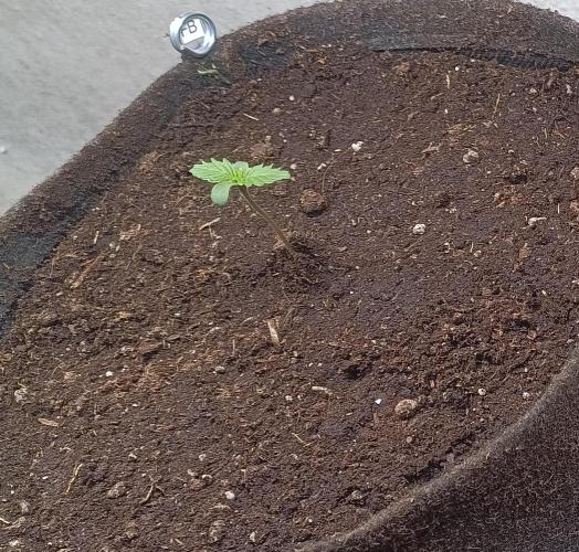 Fat-Bastard Outdoor 🥦👨‍🌾🐝. Week 1