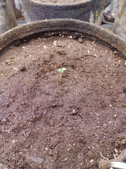 Lemon Cherry Cookies Auto. Week 1