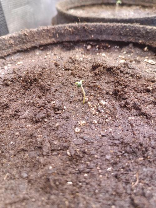 Dankberry Auto-Deep Pots, Full Potential. Week 1