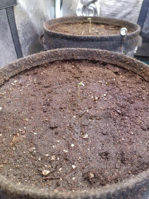 Dankberry Auto-Deep Pots, Full Potential. Week 1