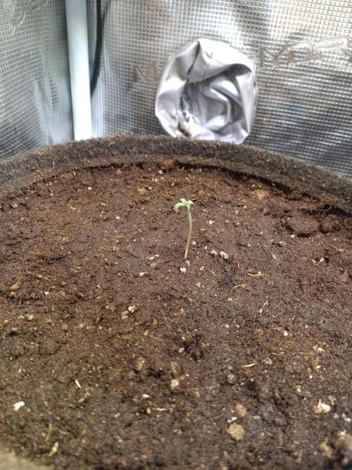 Dankberry Auto-Deep Pots, Full Potential. Week 1