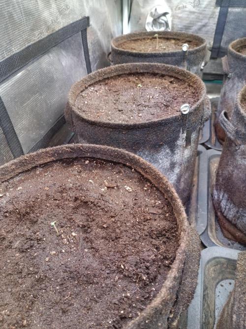 Dankberry Auto-Deep Pots, Full Potential. Week 1
