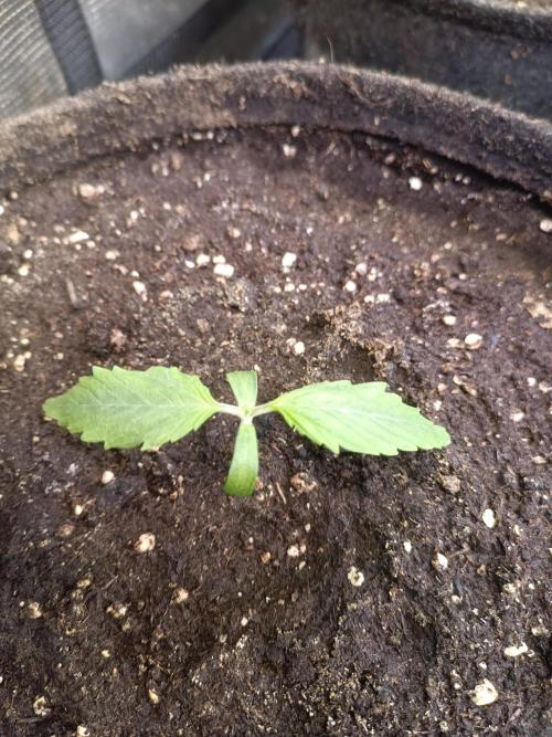 Dankberry Auto-Deep Pots, Full Potential. Week 2