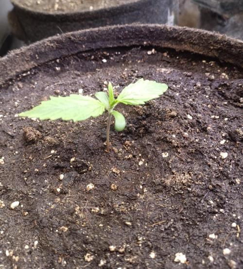 Dankberry Auto-Deep Pots, Full Potential. Week 2