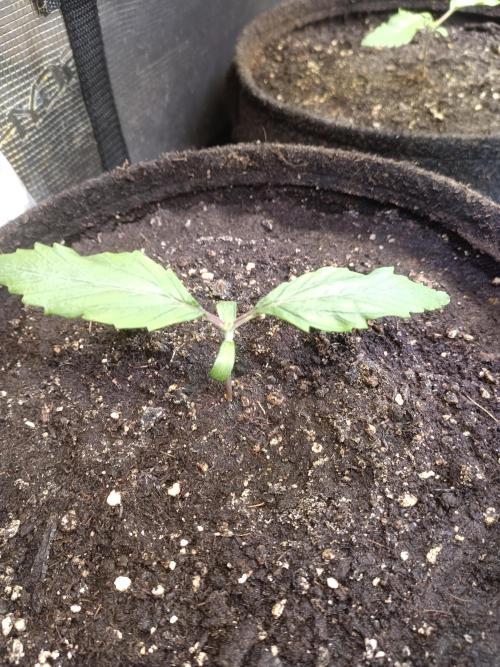 Dankberry Auto-Deep Pots, Full Potential. Week 2
