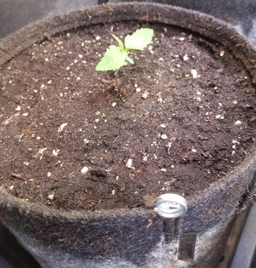 Dankberry Auto-Deep Pots, Full Potential. Week 2