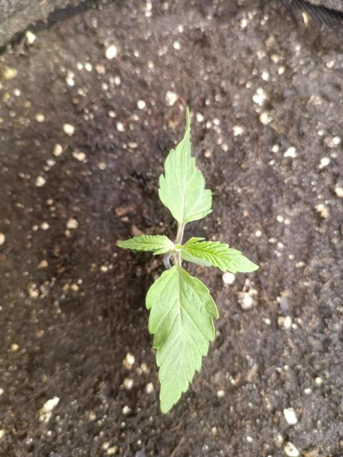 Dankberry Auto-Deep Pots, Full Potential. Week 2