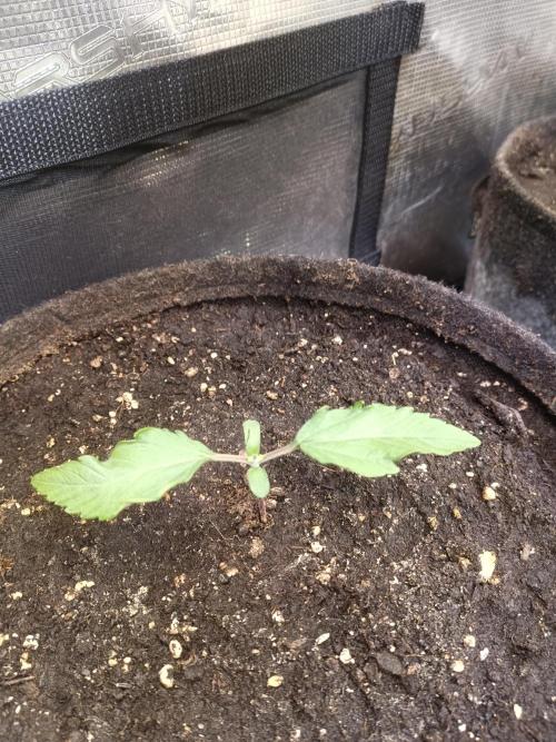Dankberry Auto-Deep Pots, Full Potential. Week 2