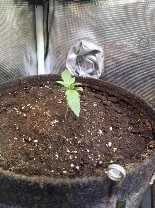Dankberry Auto-Deep Pots, Full Potential. Week 2