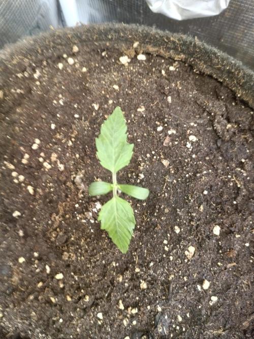 Dankberry Auto-Deep Pots, Full Potential. Week 2