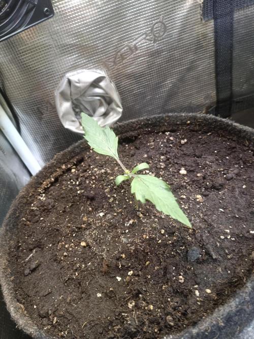 Dankberry Auto-Deep Pots, Full Potential. Week 2