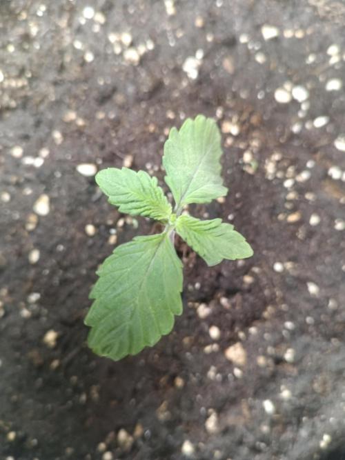 Dankberry Outdoor 🥦👨‍🌾🐝. Week 2
