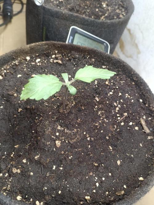 Dankberry Outdoor 🥦👨‍🌾🐝. Week 2