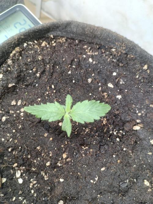 Fat-Bastard Outdoor 🥦👨‍🌾🐝. Week 2