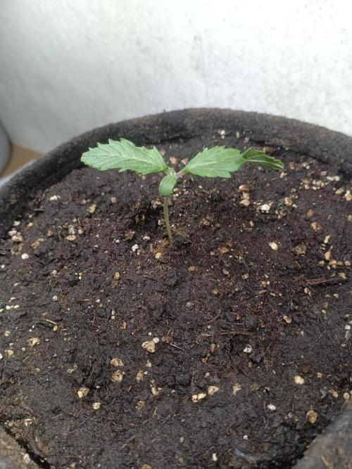 Fat-Bastard Outdoor 🥦👨‍🌾🐝. Week 2