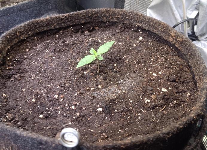 Lemon Cherry Cookies Auto. Week 2