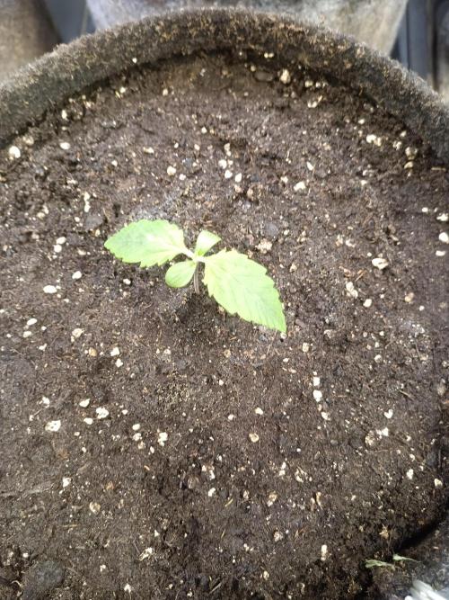 Lemon Cherry Cookies Auto. Week 2