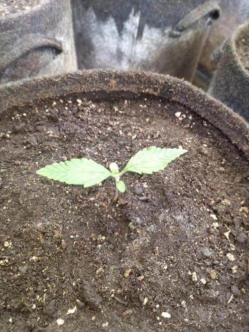 Lemon Cherry Cookies Auto. Week 2