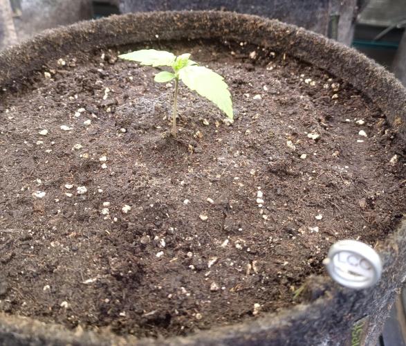 Lemon Cherry Cookies Auto. Week 2