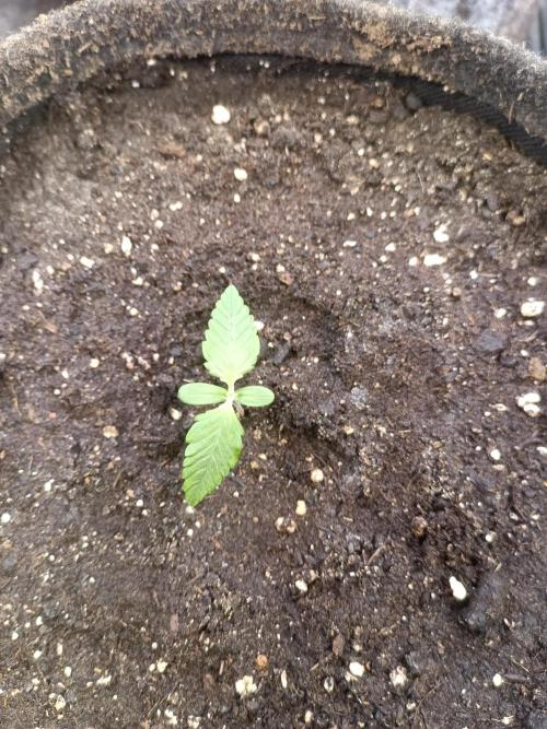 Lemon Cherry Cookies Auto. Week 2