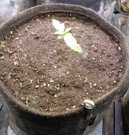 Lemon Cherry Cookies Auto. Week 2