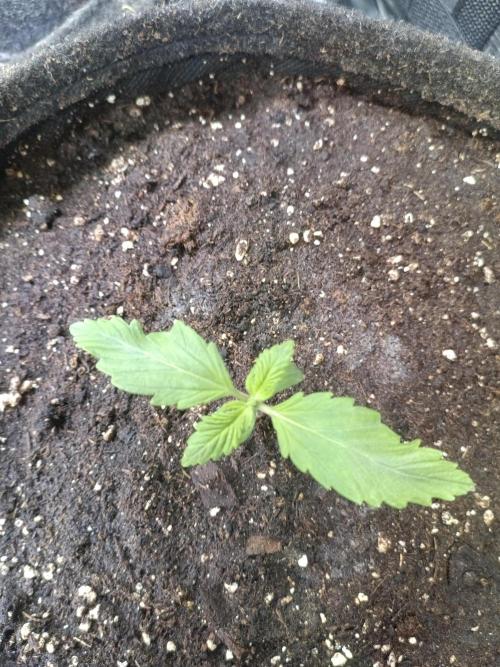 Lemon Cherry Cookies Auto. Week 2