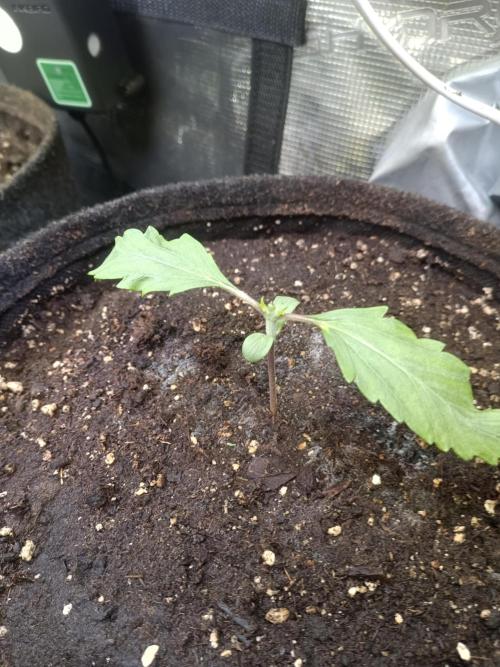 Lemon Cherry Cookies Auto. Week 2