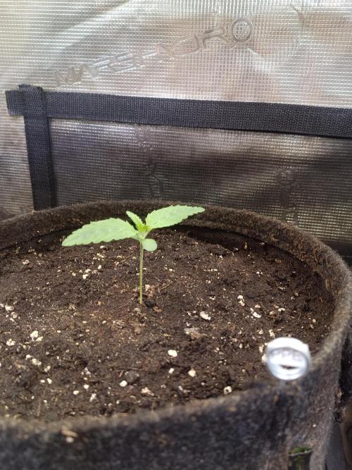 Purple People Eater Auto. Week 2