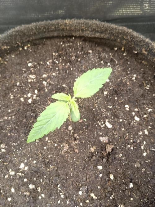 Purple People Eater Auto. Week 2