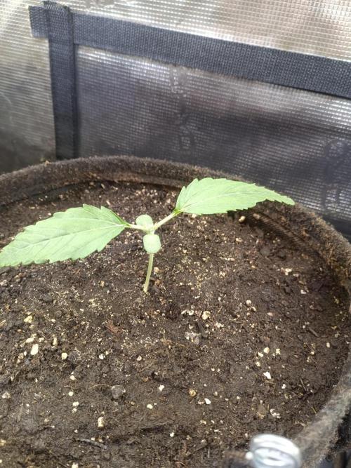 Purple People Eater Auto. Week 2