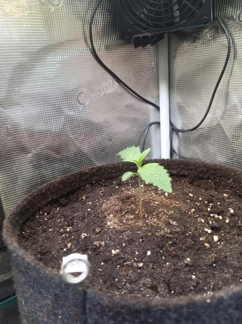 Purple People Eater Auto. Week 2