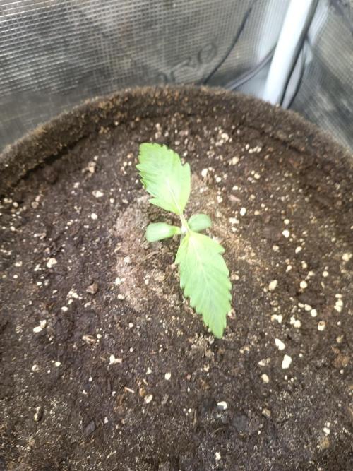 Purple People Eater Auto. Week 2