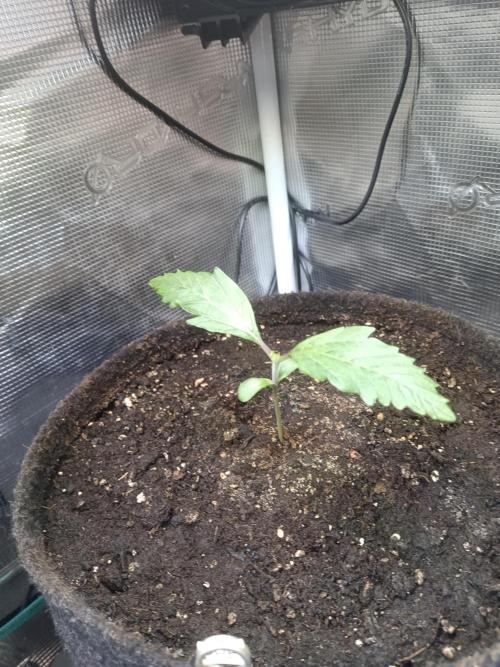 Purple People Eater Auto. Week 2