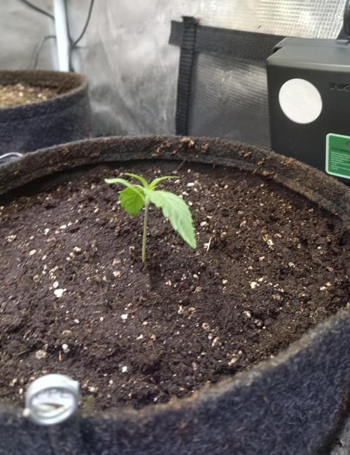 Purple People Eater Auto. Week 2