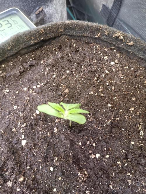 Purple People Eater Auto. Week 2
