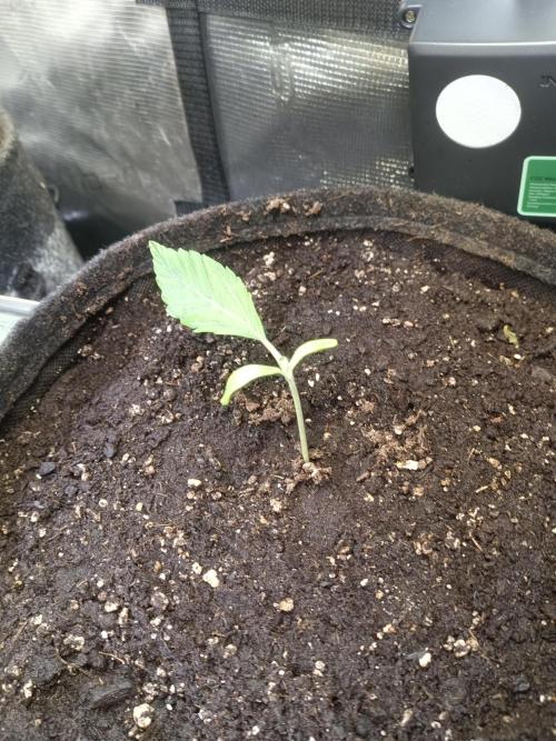Purple People Eater Auto. Week 2