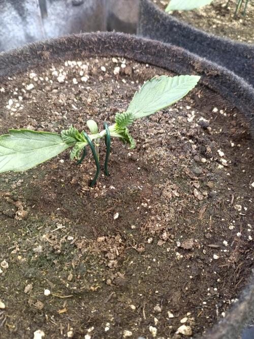 Lemon Cherry Cookies Auto. Week 3