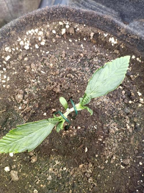 Lemon Cherry Cookies Auto. Week 3