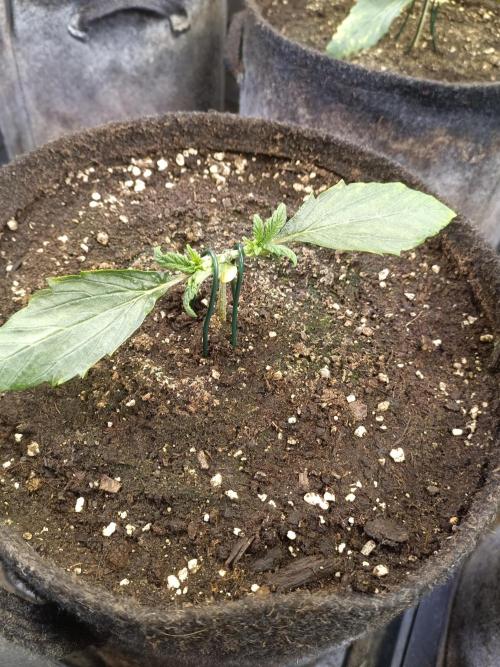 Lemon Cherry Cookies Auto. Week 3