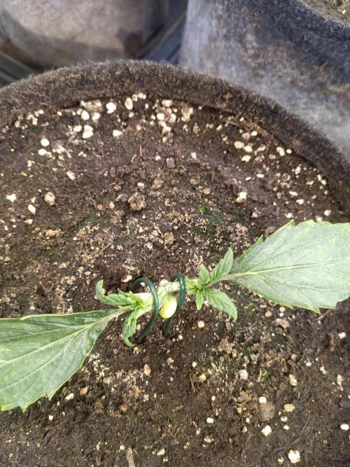 Lemon Cherry Cookies Auto. Week 3