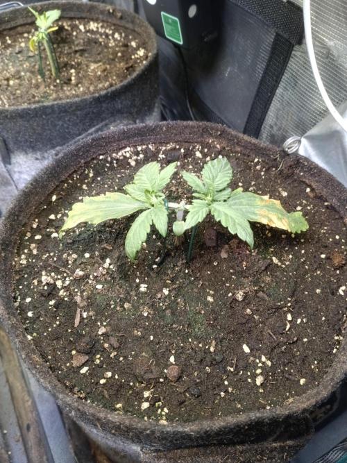Lemon Cherry Cookies Auto. Week 3