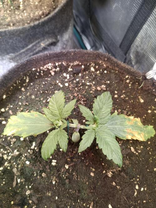 Lemon Cherry Cookies Auto. Week 3