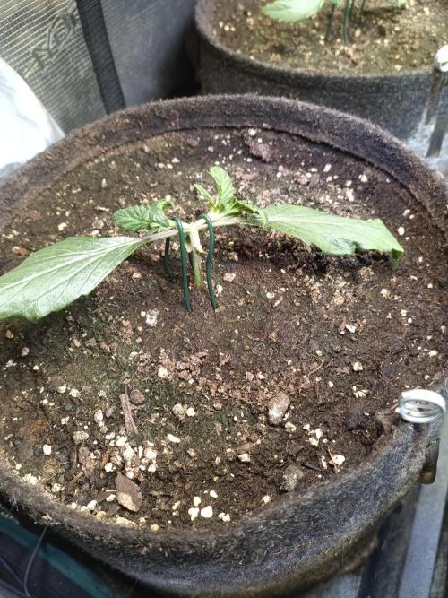 Dankberry Auto-Deep Pots, Full Potential. Week 3