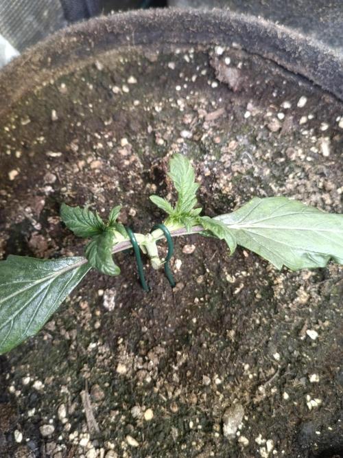 Dankberry Auto-Deep Pots, Full Potential. Week 3