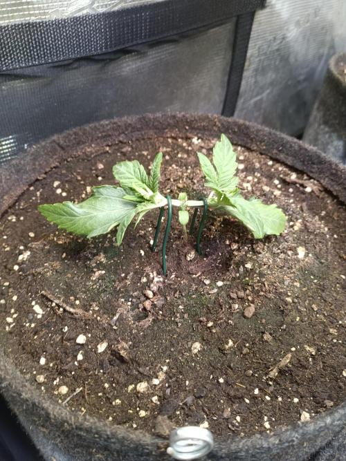 Dankberry Auto-Deep Pots, Full Potential. Week 3