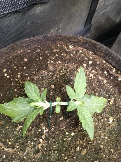Dankberry Auto-Deep Pots, Full Potential. Week 3