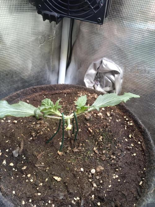 Dankberry Auto-Deep Pots, Full Potential. Week 3